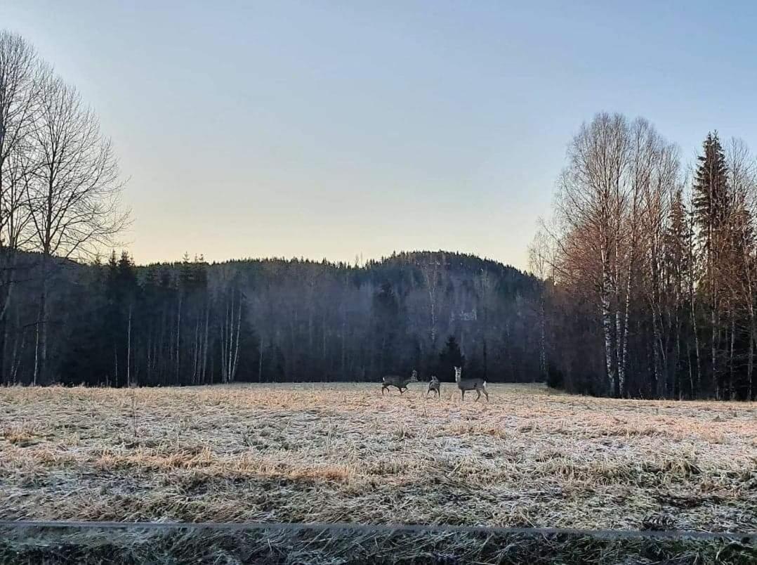 Mysig Timmerstuga Med Braskamin Naera Hovfjaellet Torsby Exterior photo